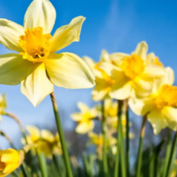 Meet your Posher, Rebecca - Picture 1 of 1